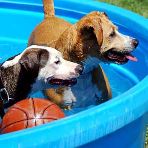 Nalla and her friend Simba enjoy the water, happy and protected from heartworm.